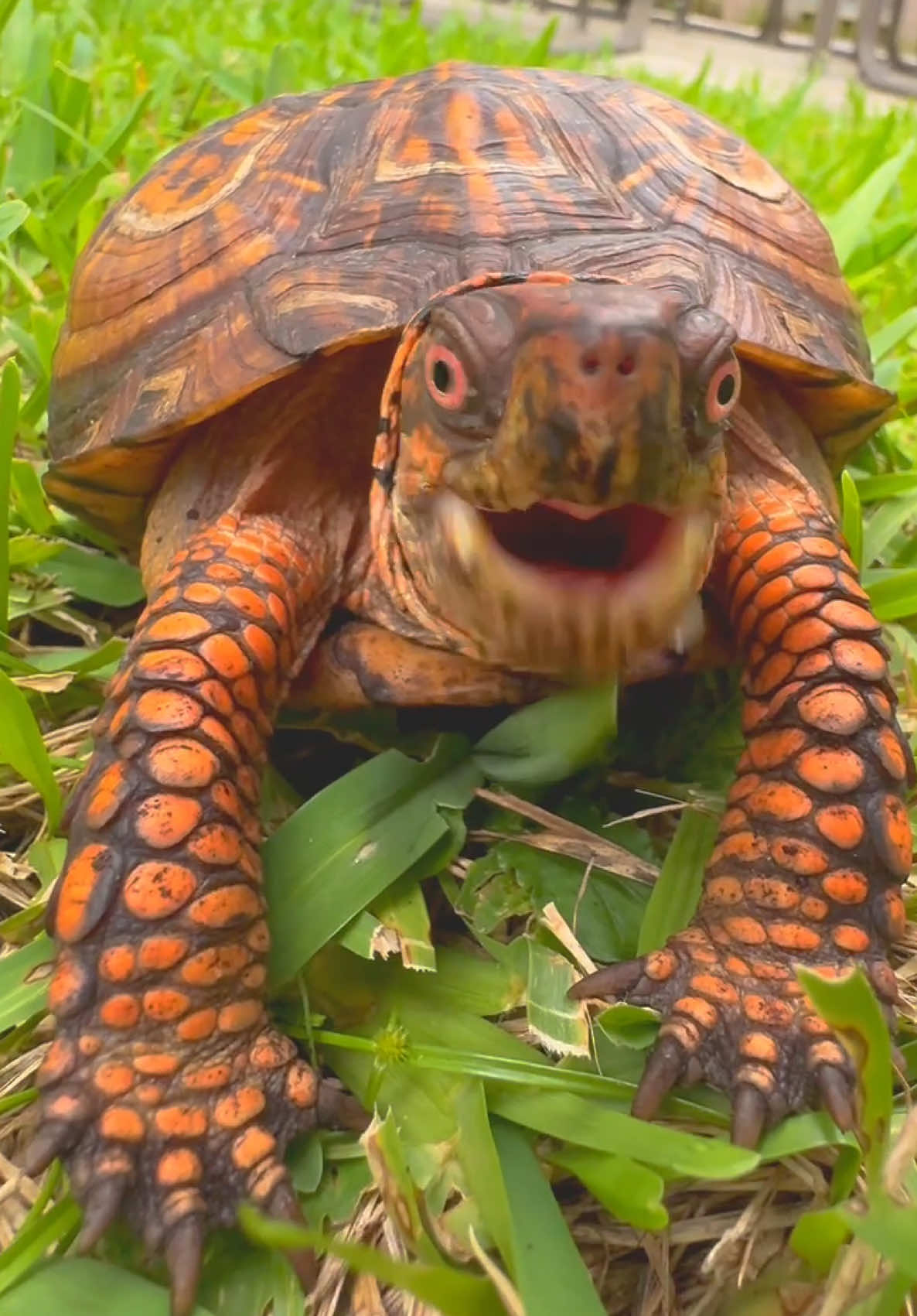 @Tommys_reptiles
