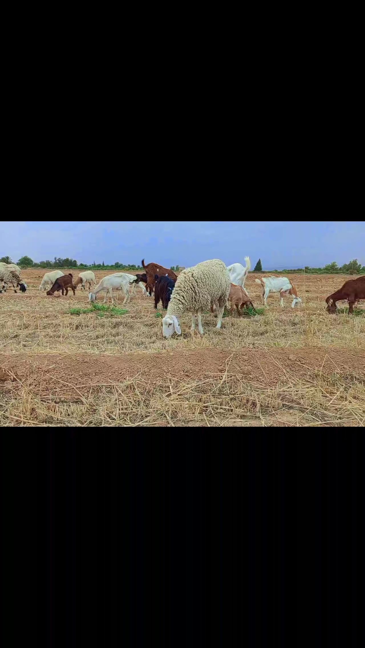 @اسماعيل خليل