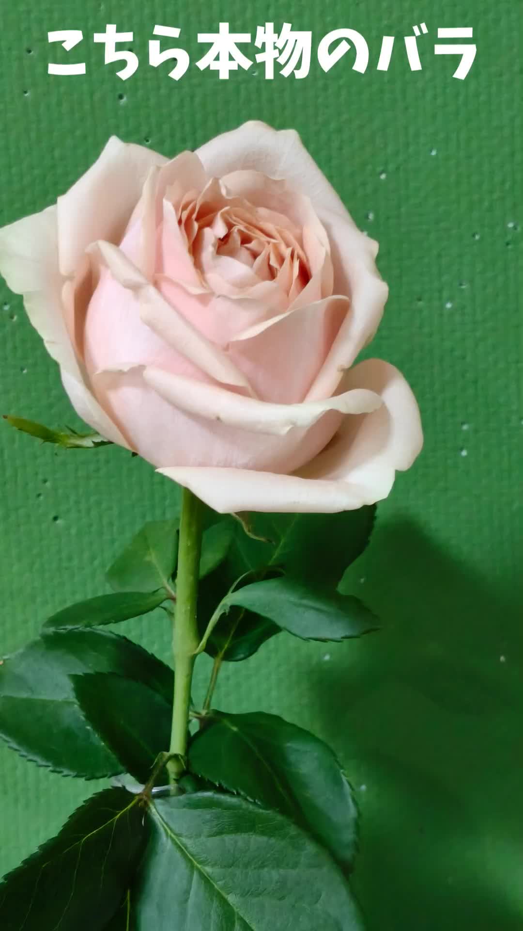 @グループホームせんじゅ