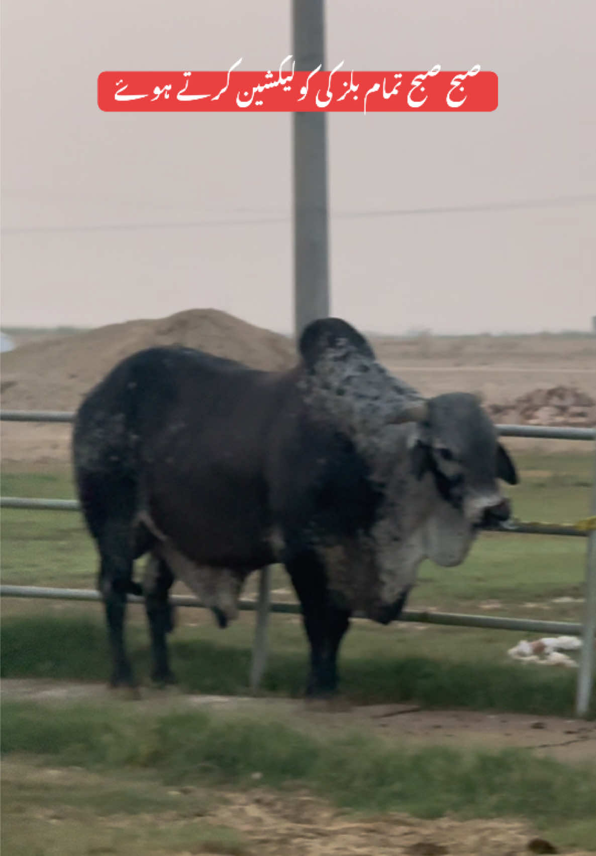 @𝐖𝐀𝐐𝐀𝐒 𝐑𝐎𝐇𝐈 𝐖𝐀𝐋𝐀