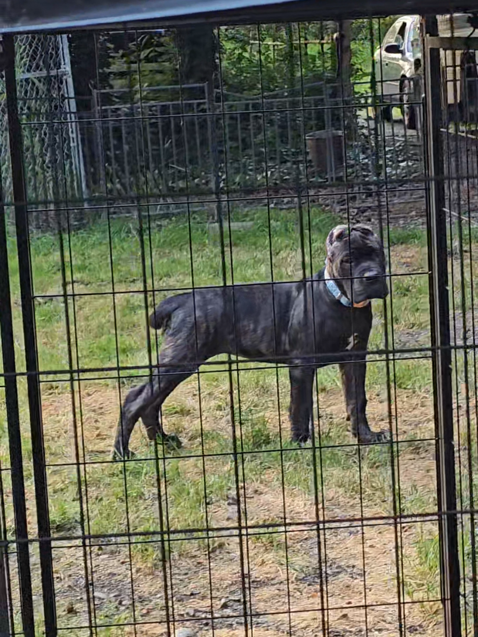 @SalmonCreekCaneCorso