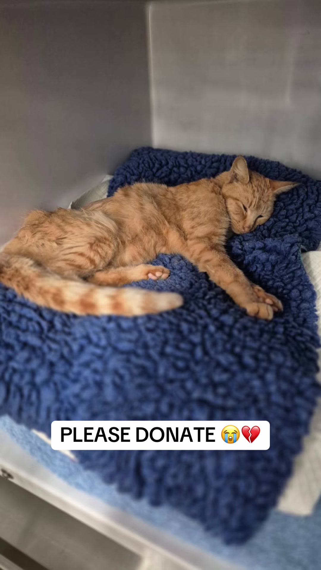 @safepawsau