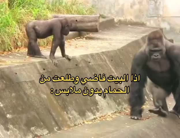 @رائد الشريف🥇