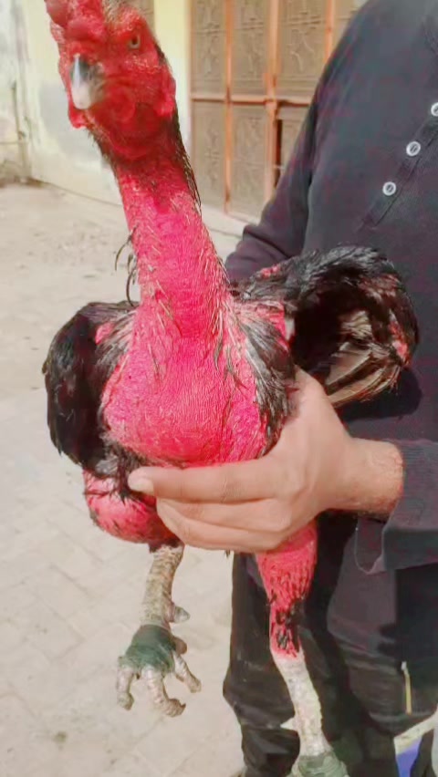 @Ali shah aseels