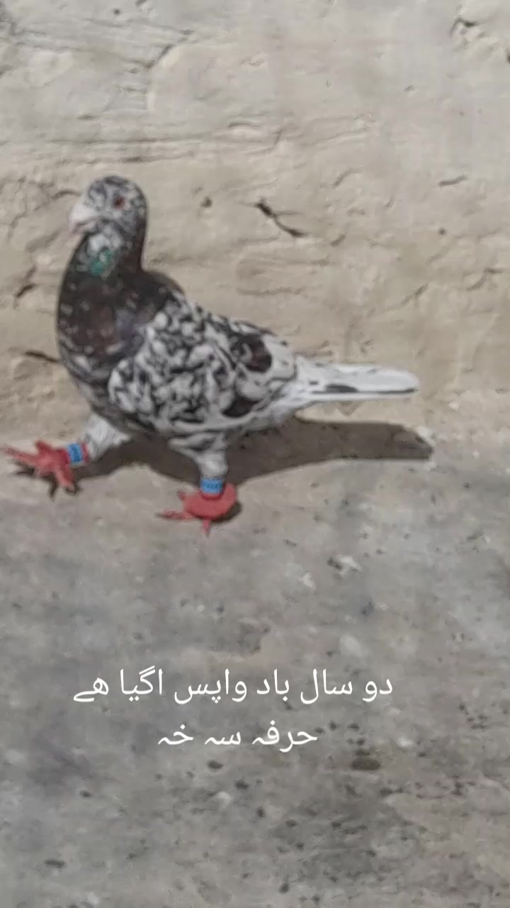 @chamanjanshoukmallroade