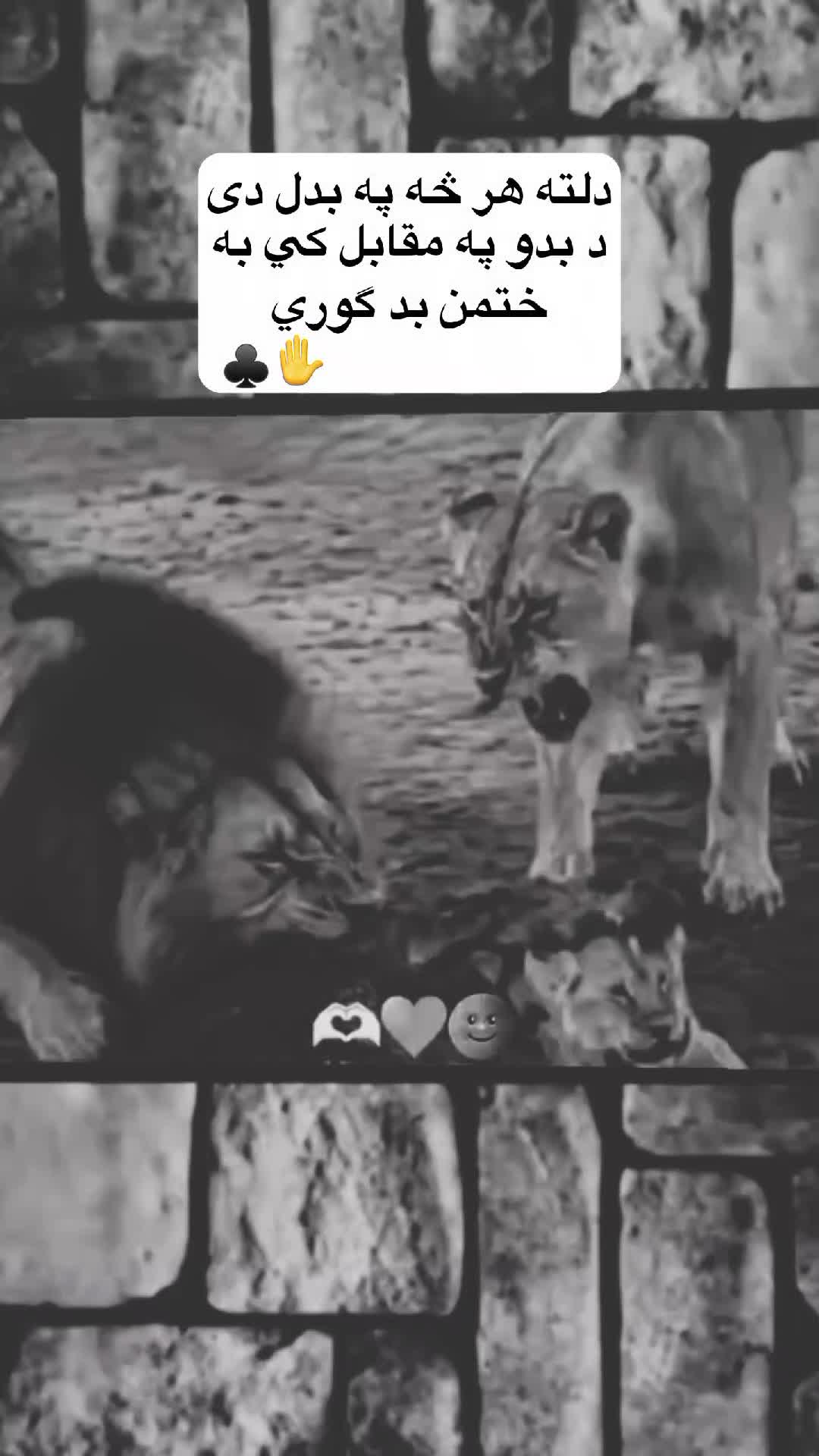 @ضــدی نـنگـرهـاری