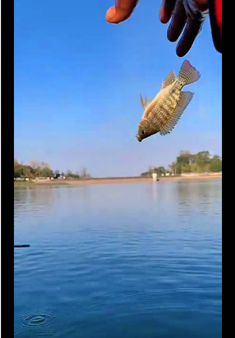 @MAFIA FISHING