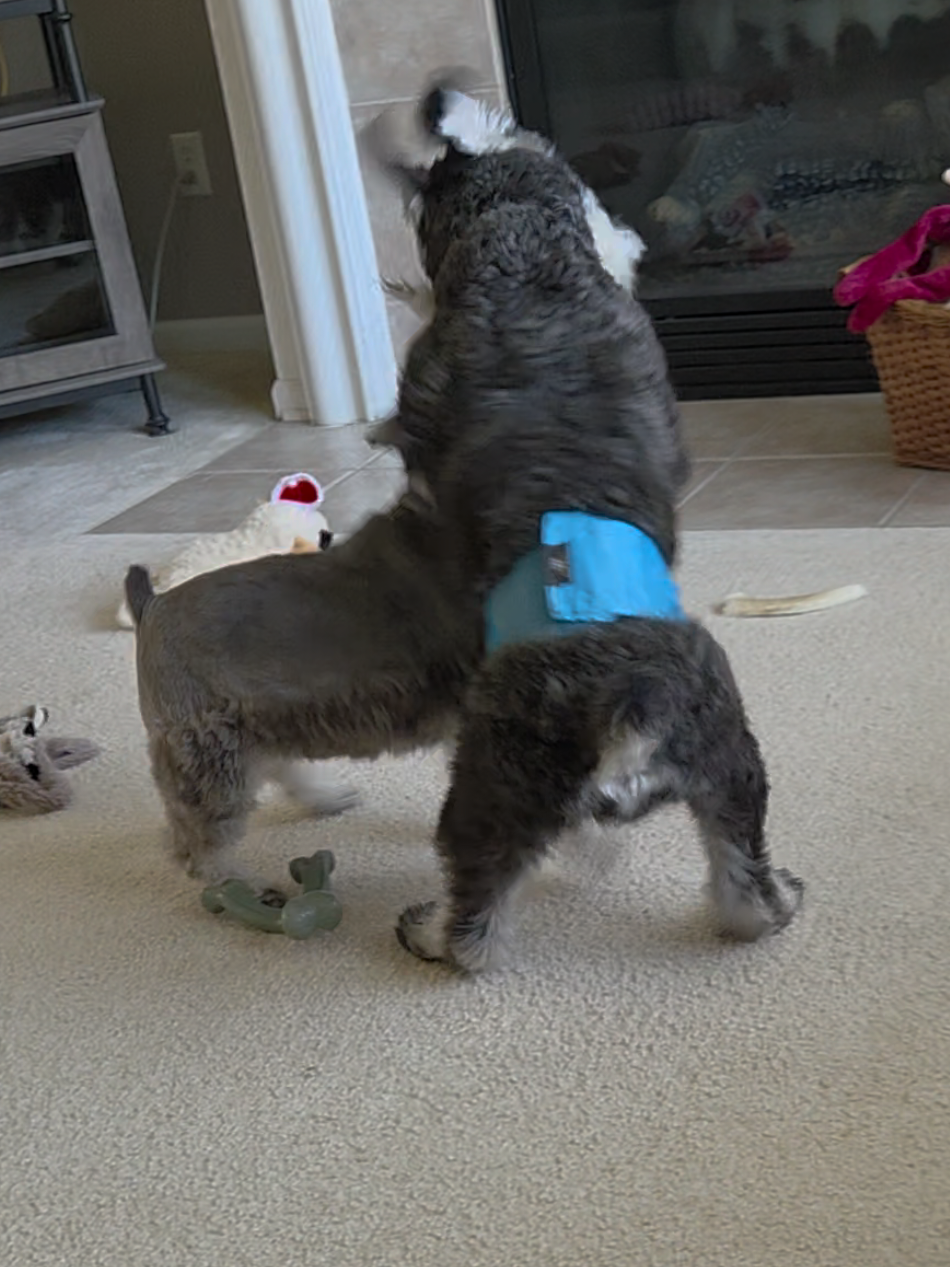 @Schnauzer Intelligence