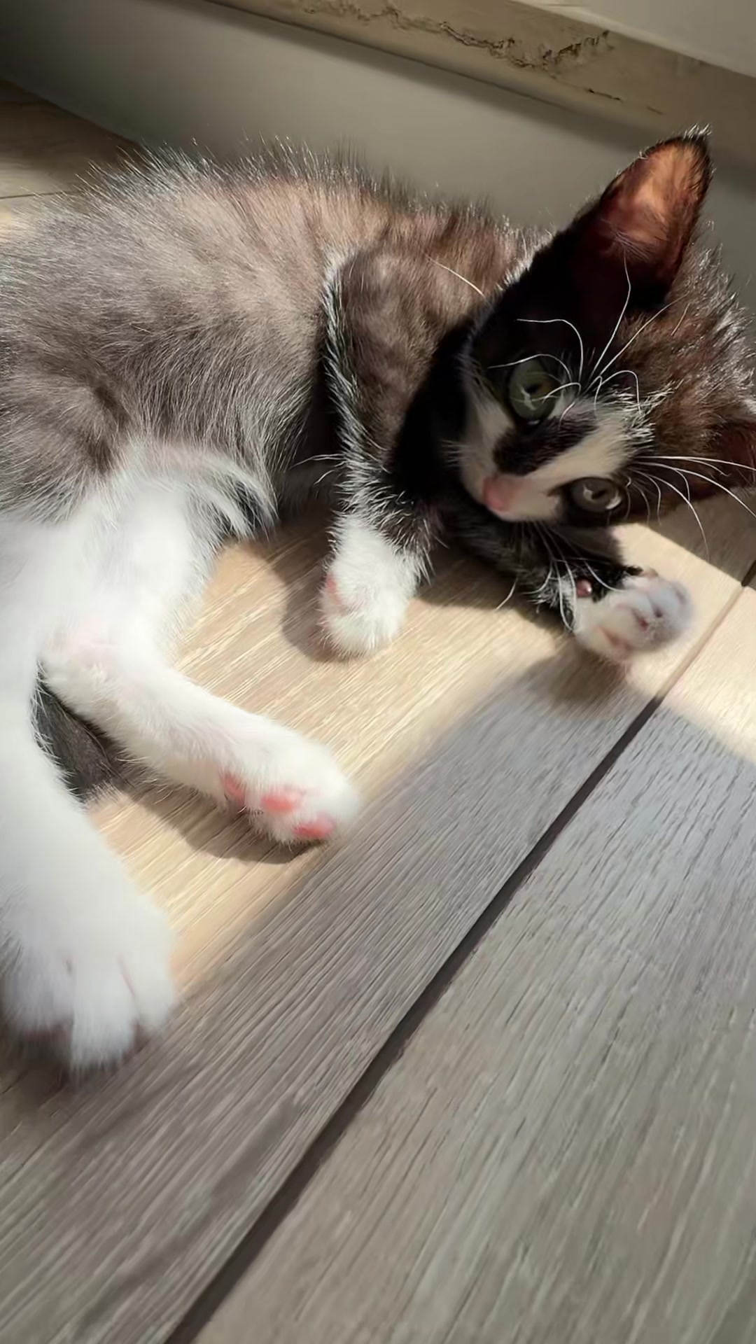 @Lilo the kitty