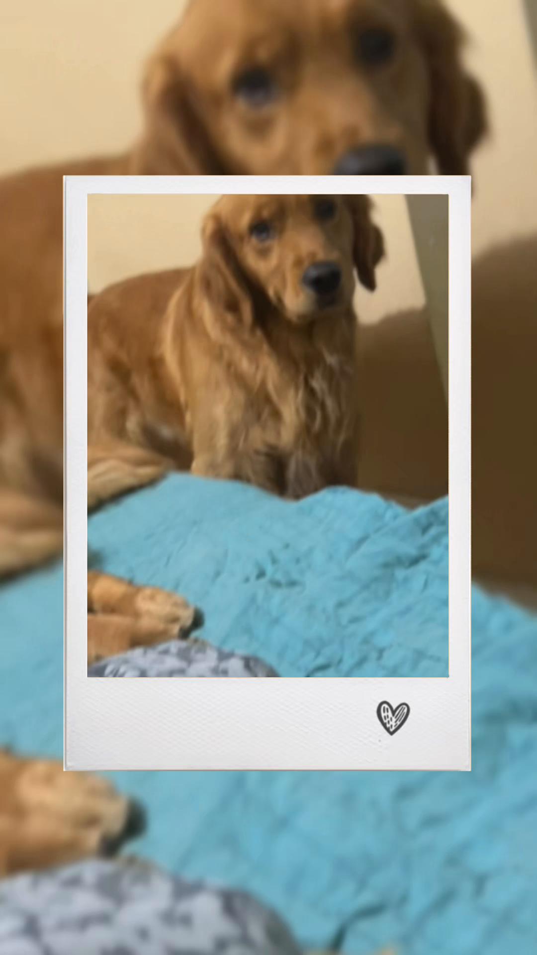 @Los golden Retriever