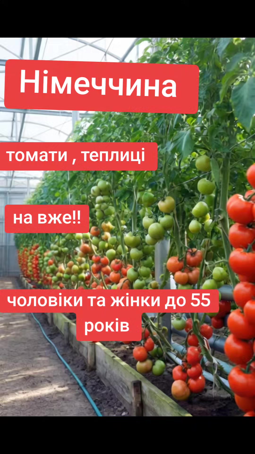 @Бельгія та Нідерланди