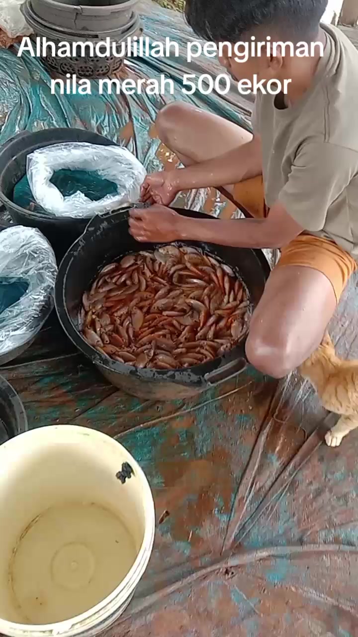 @afdhal koi farm