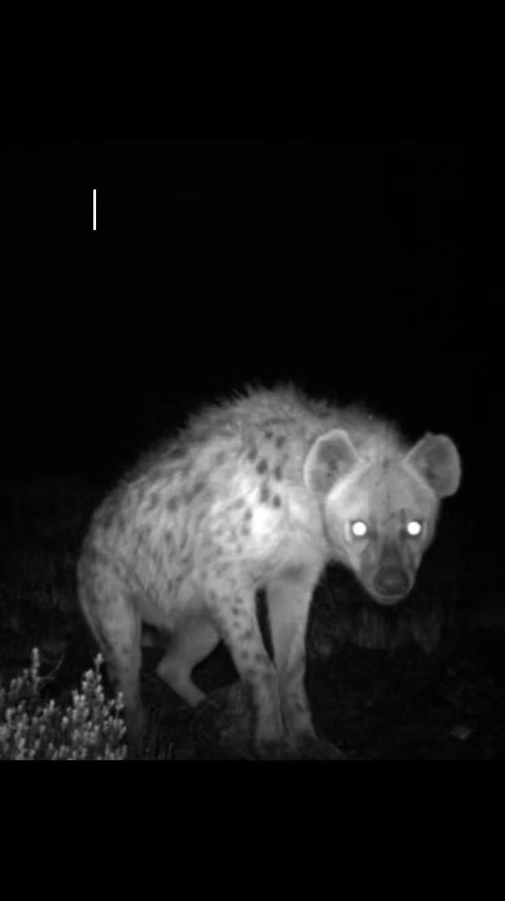@AbrahamTheHyena✝️