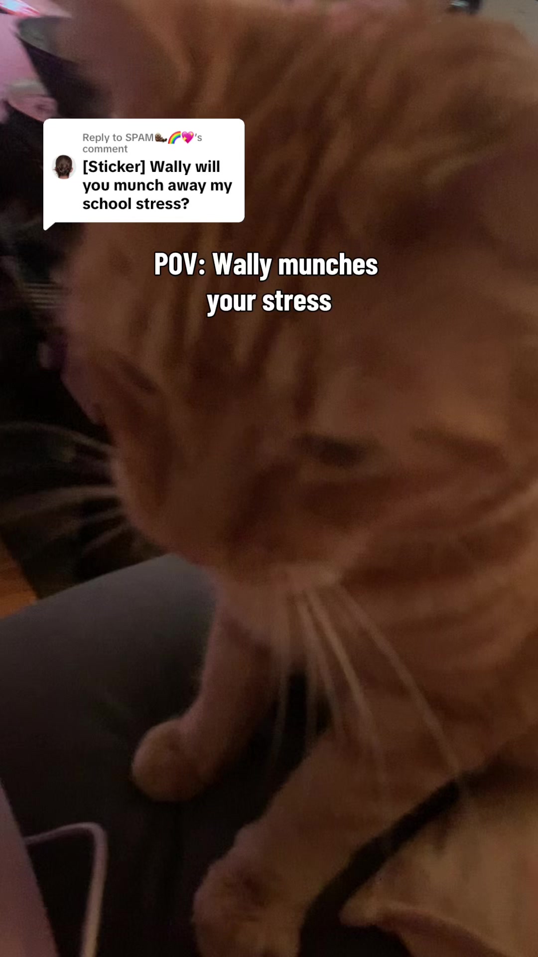 @diycatgeek (Wally & Howl)