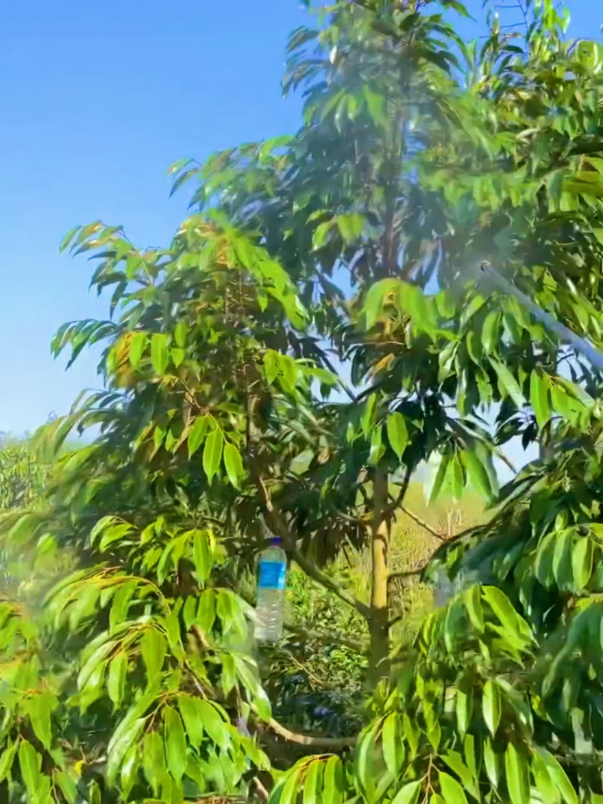 @D.kingfarm