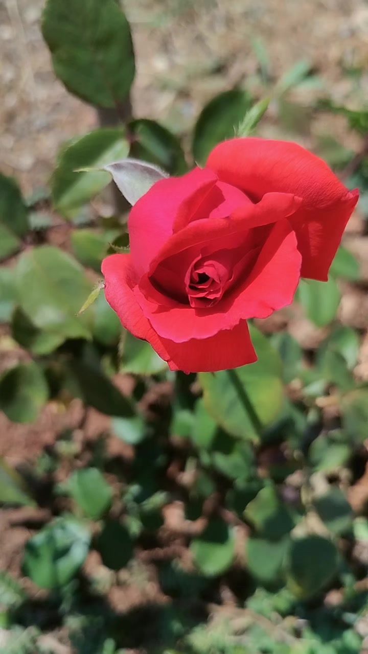 @🖤🌹🕊sbl03🖤🌹🕊