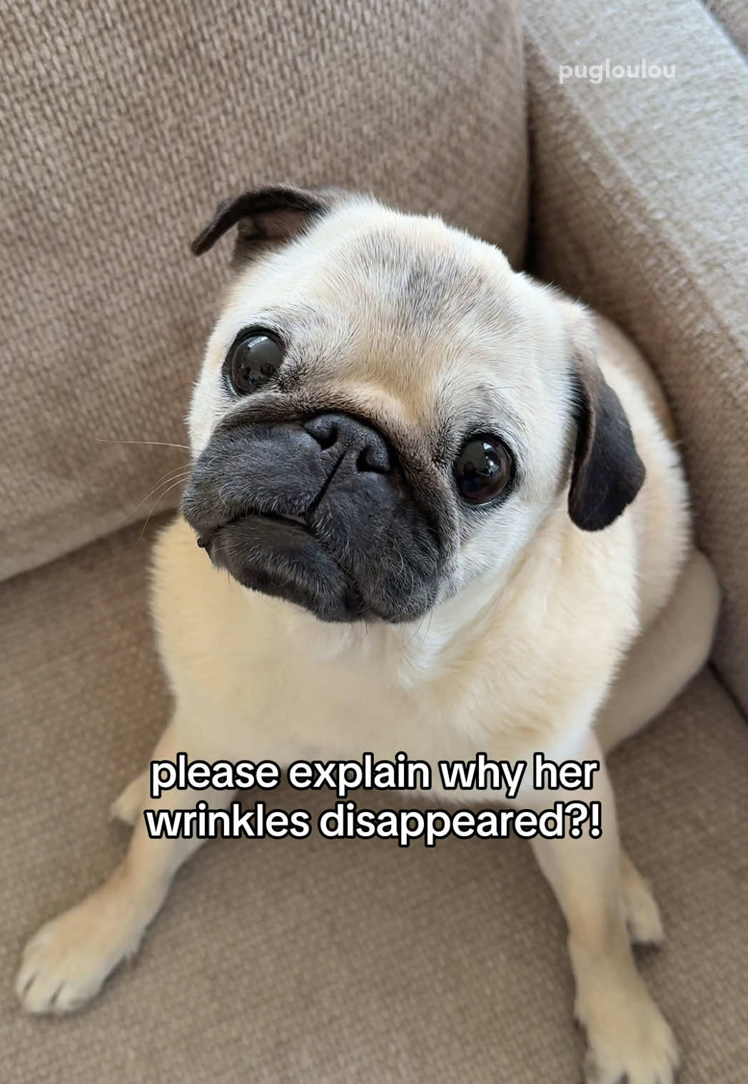 @Loulou the Pug