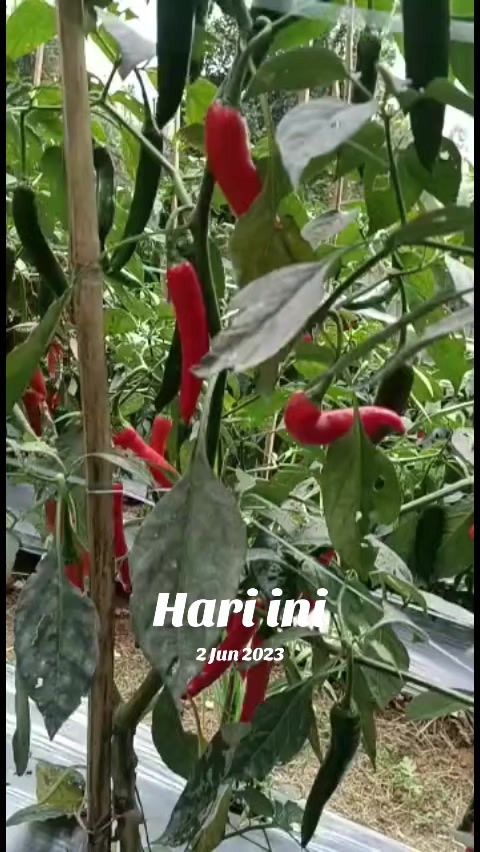 @supplier sayur dan buah sby