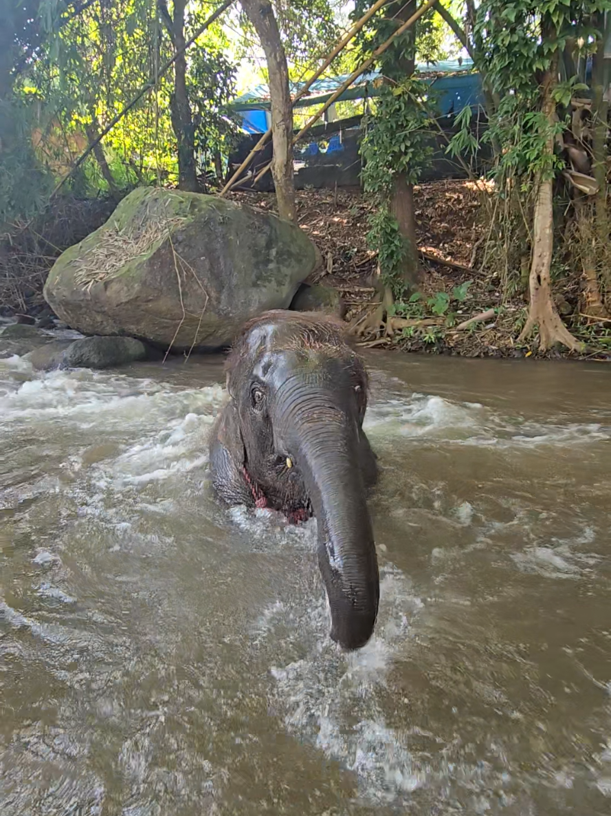 @ควาญแดง พลายภูพิงค์