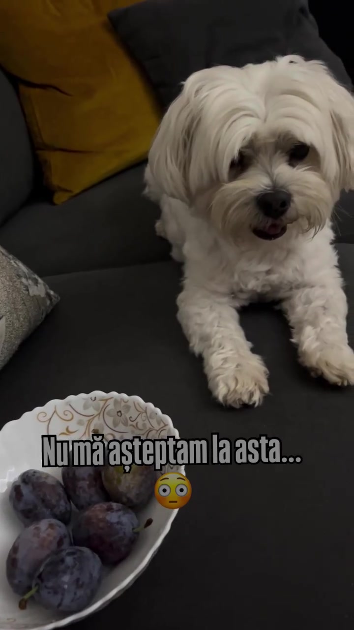 @Macovei Cristina