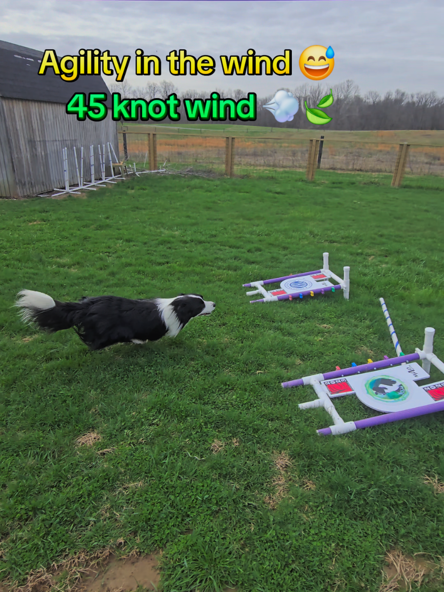 @Yoshi Border Collie