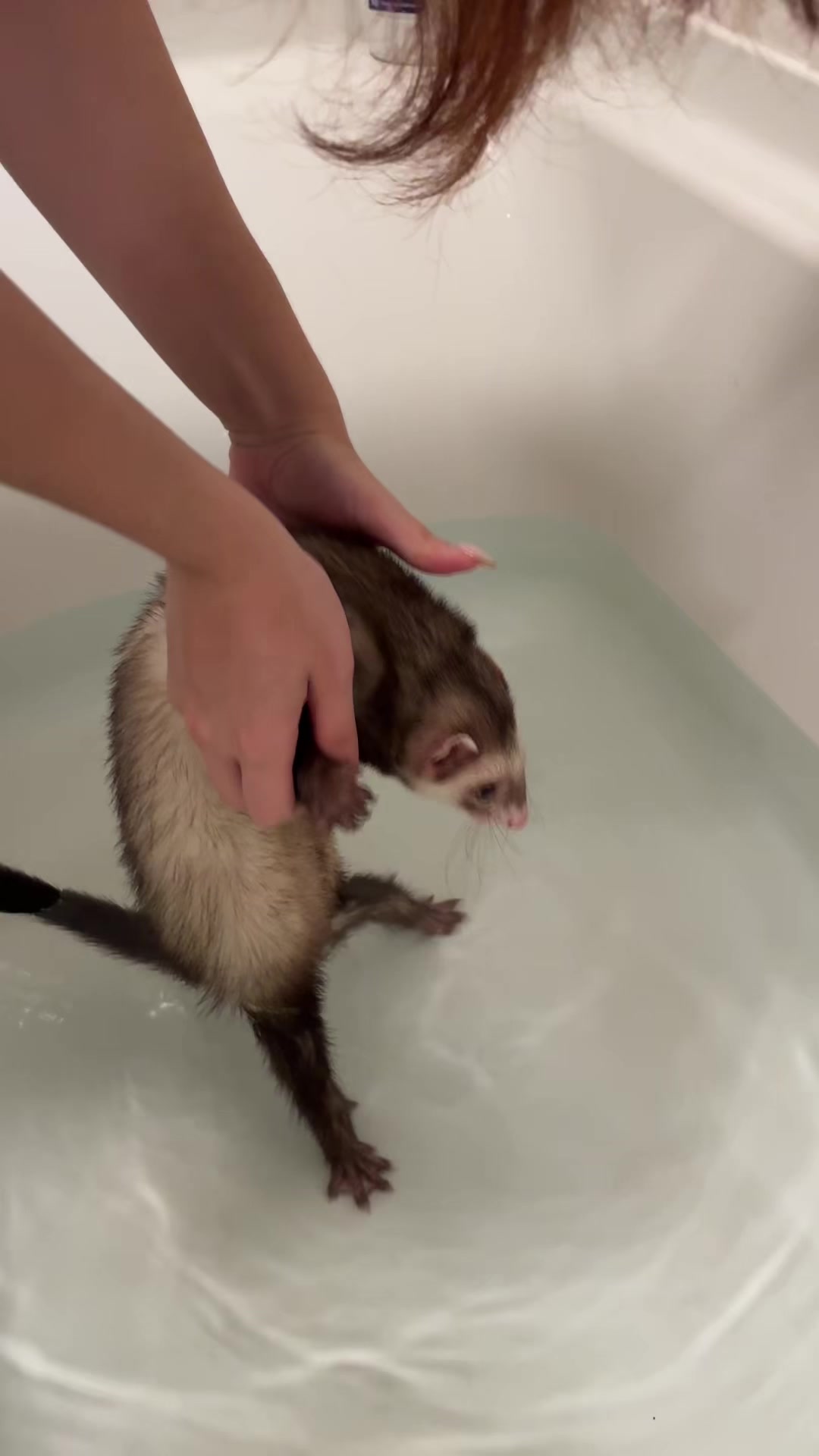@oliverandstellaferrets