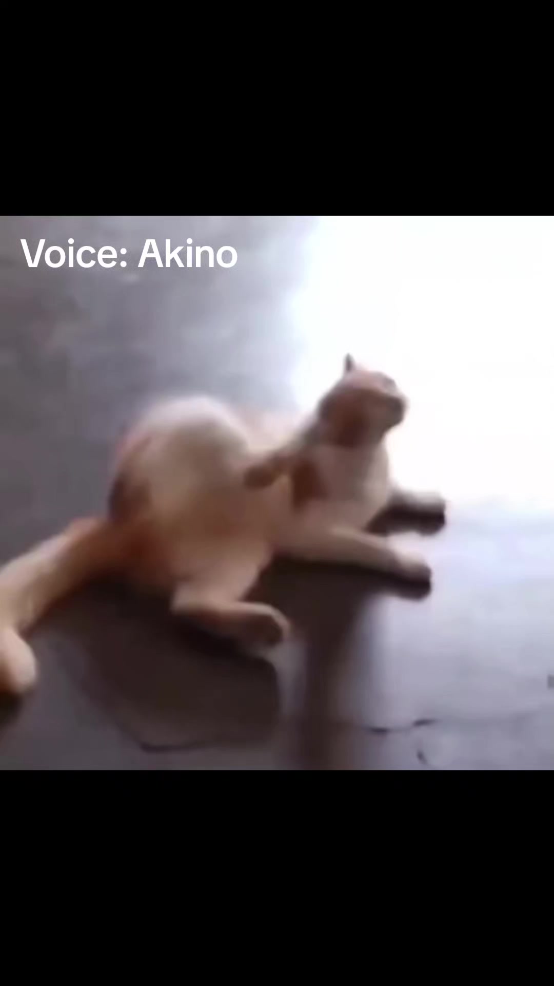 @Akino Shenji