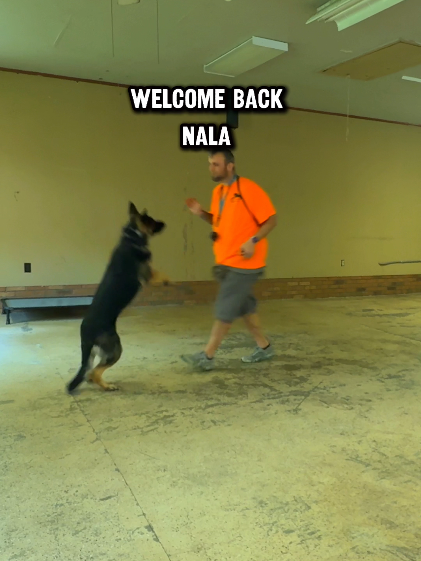 @Lost Boys K9 Academy