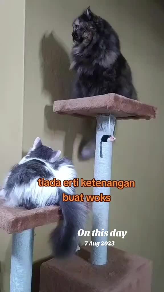@Omma Kucing 🇲🇾🍉
