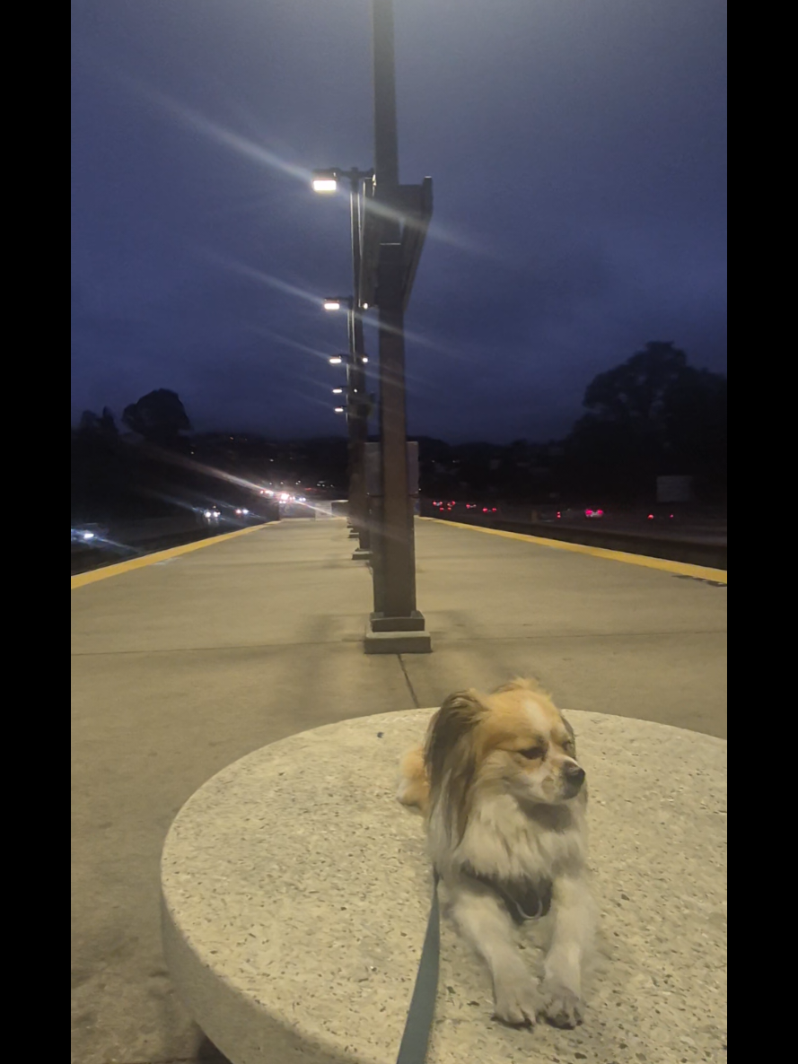 @dailydogquotes
