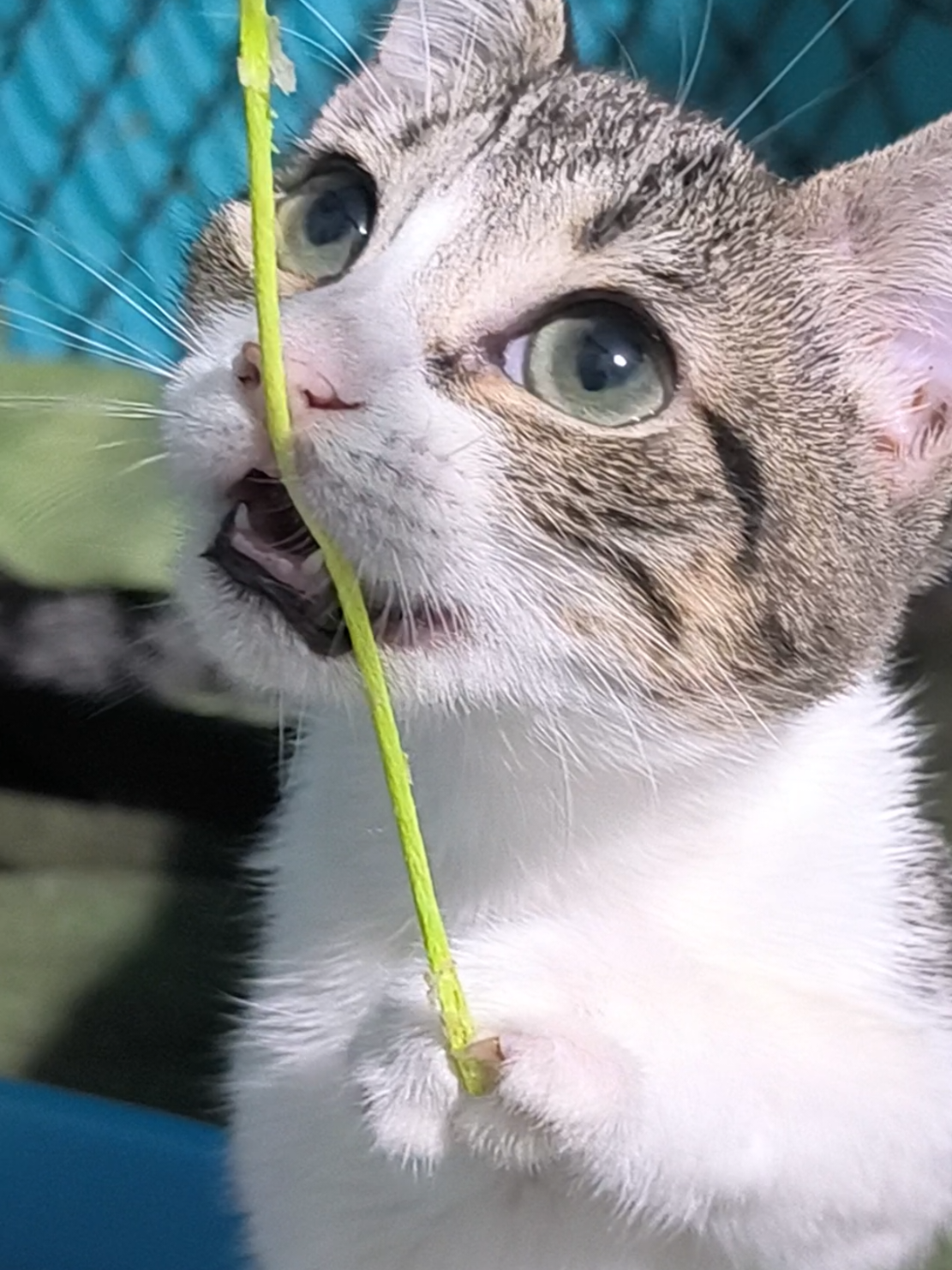 @fundación lazo animal