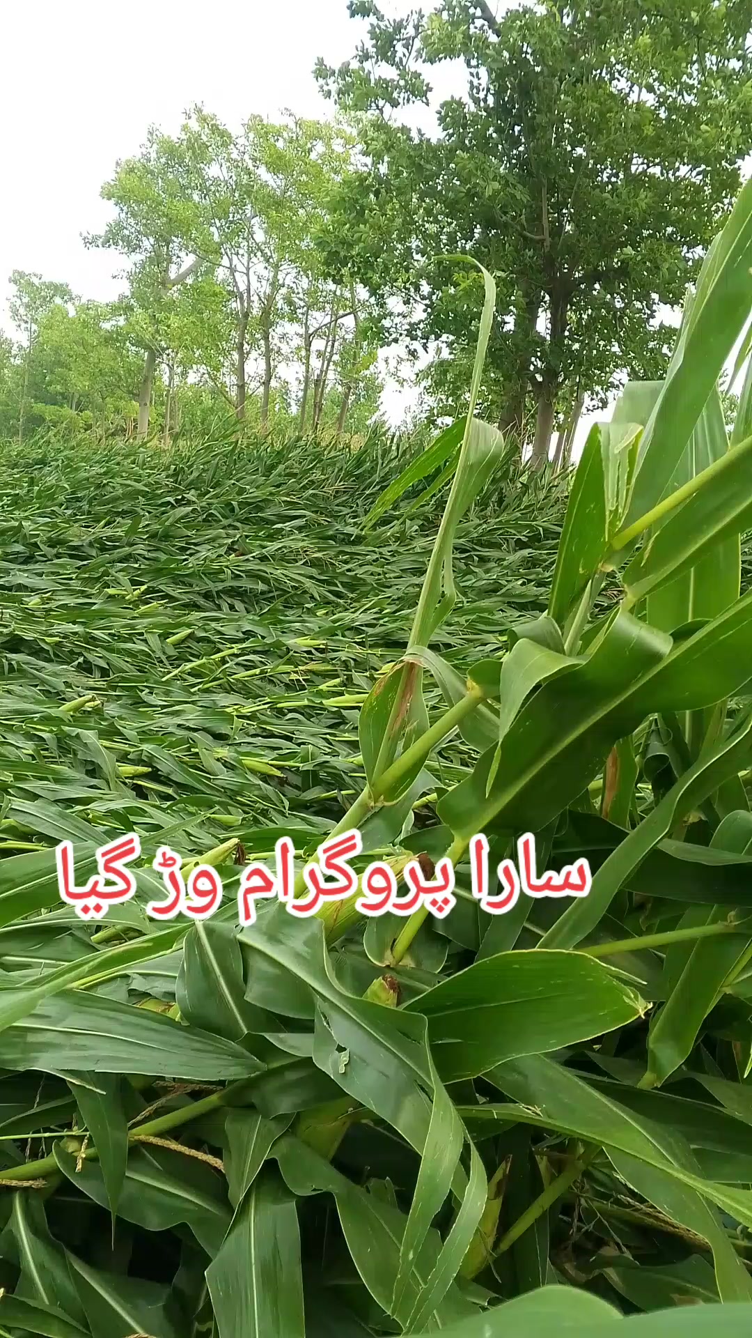 @♥️ چوہدری منور عباس مٹمل 🌹