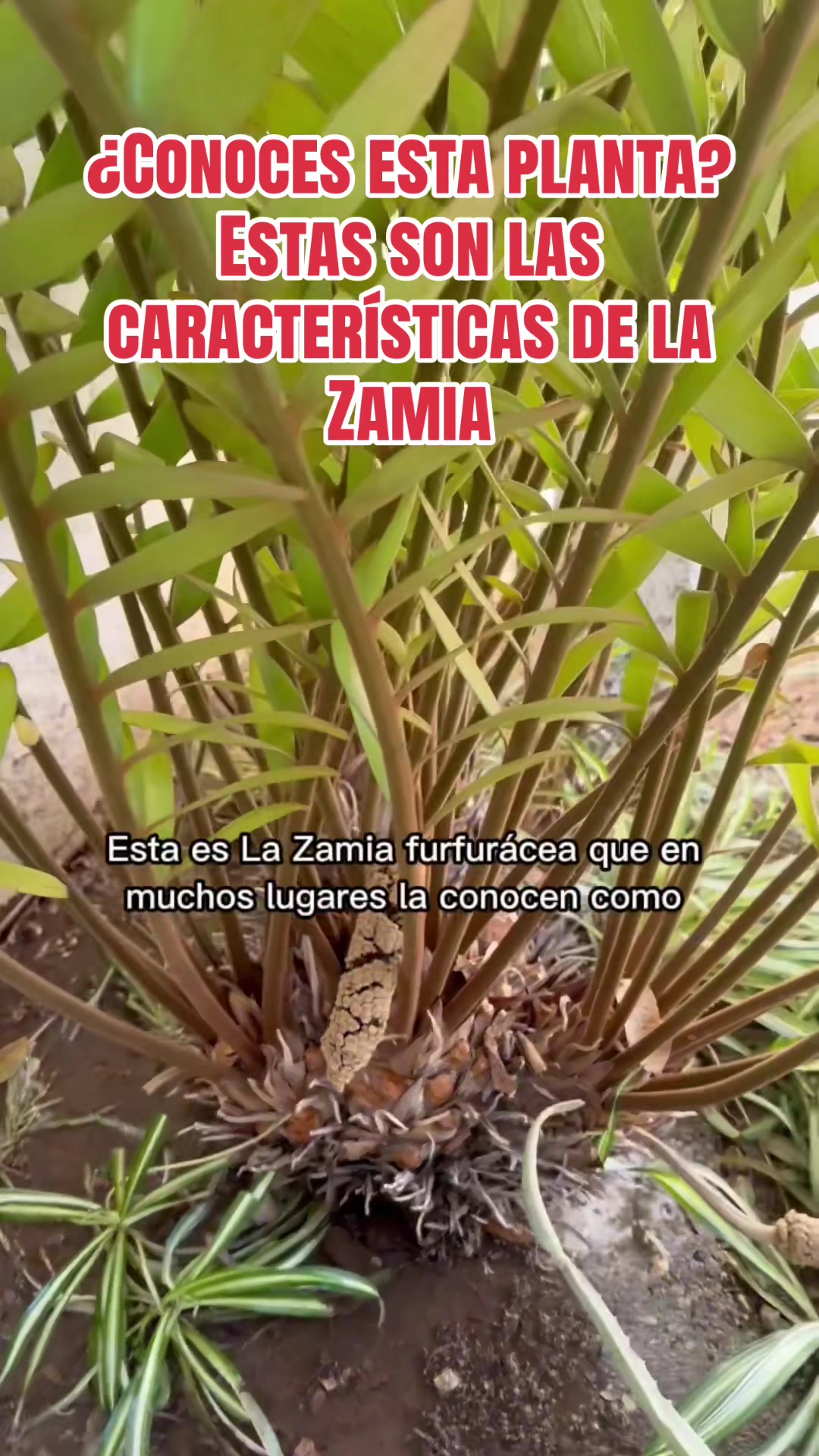 @Javi sotos