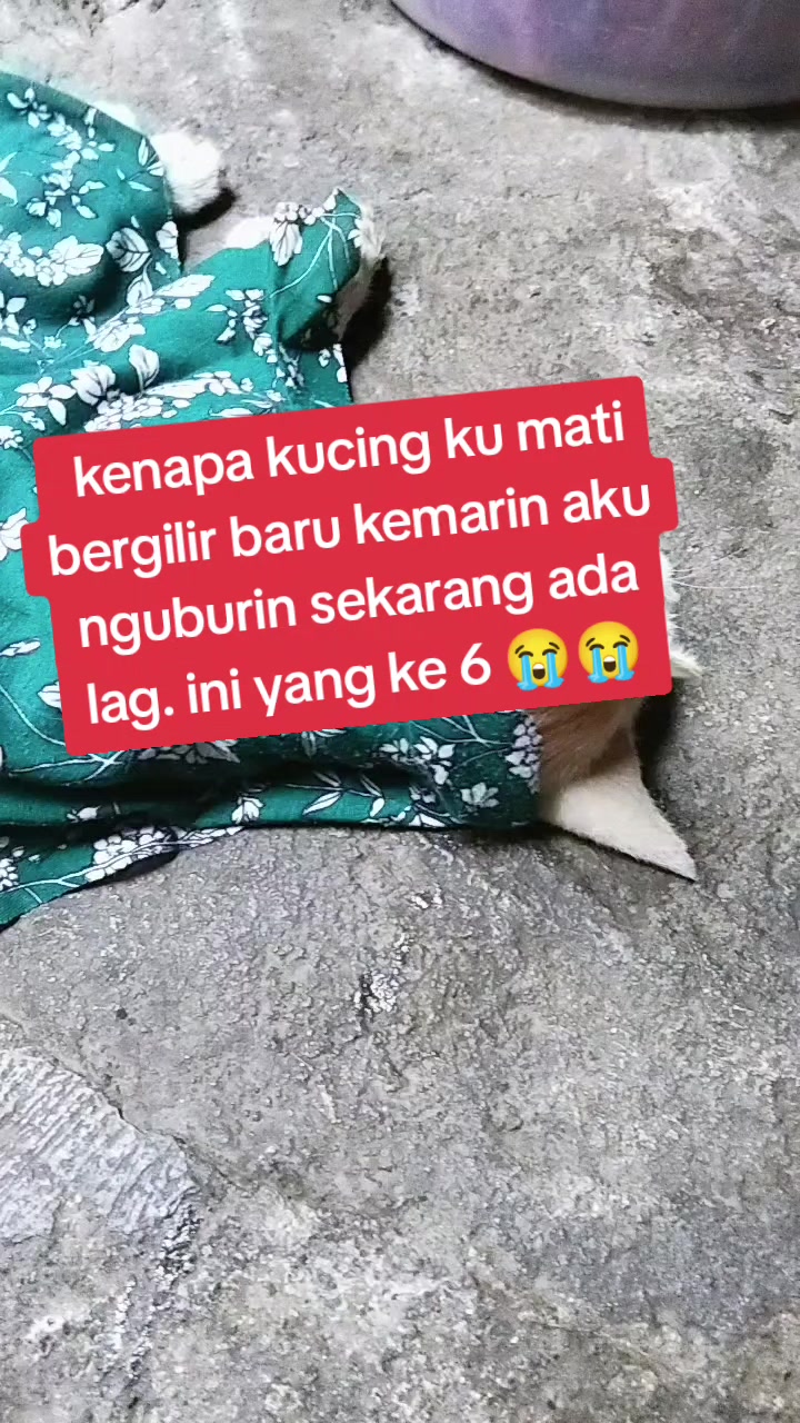 @afifah