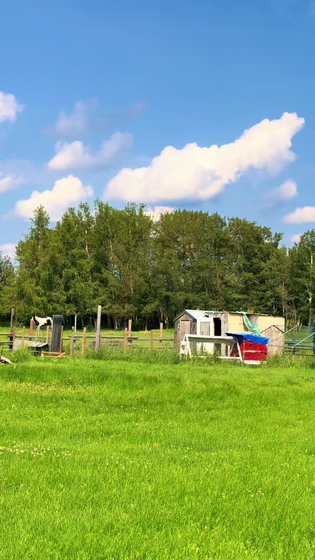 @Ferally Fowl Farmstead