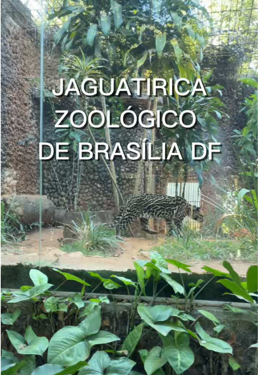 @JDM A NATUREZA EM AÇÃO