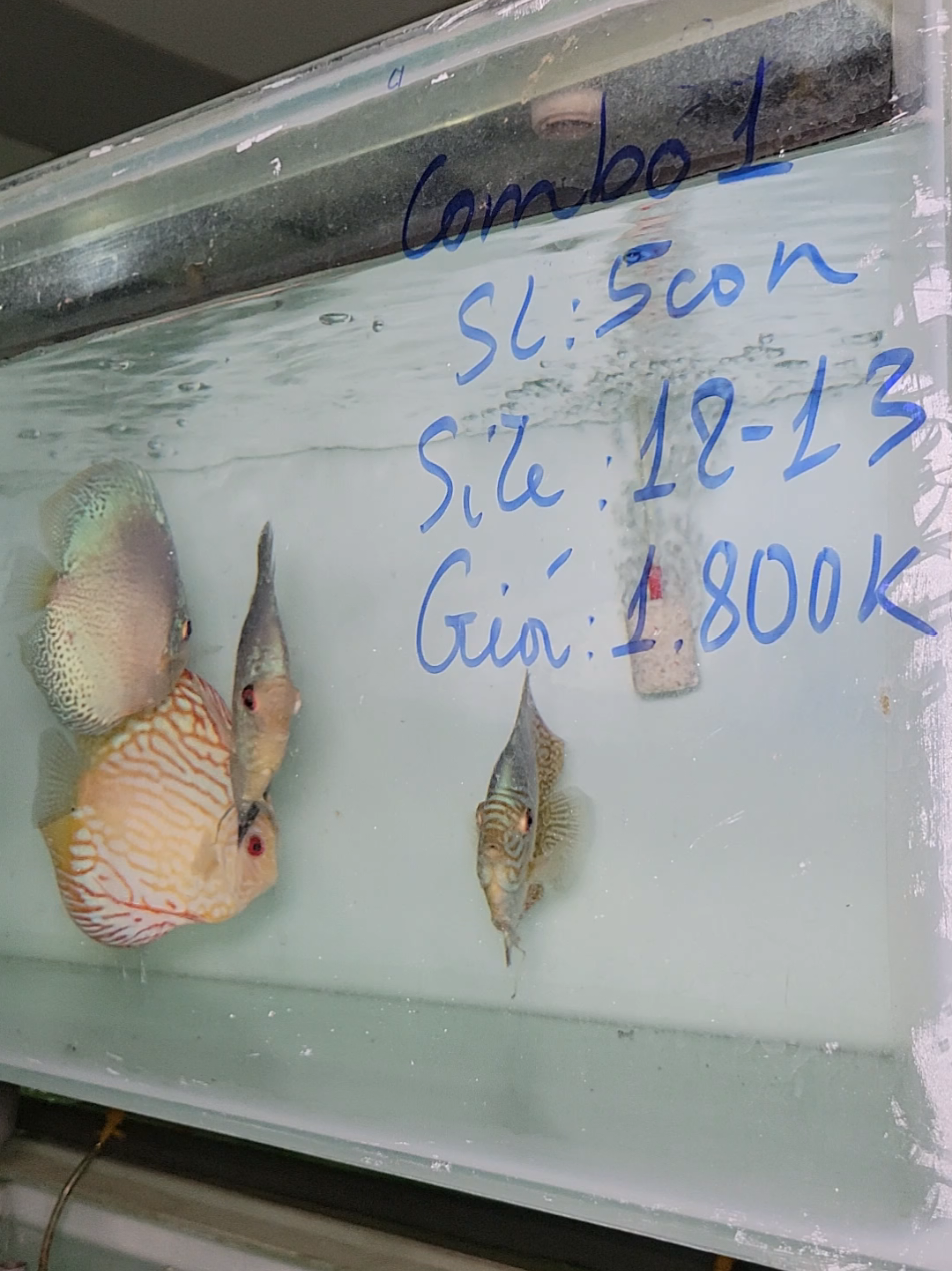 @Discus House Aquarium