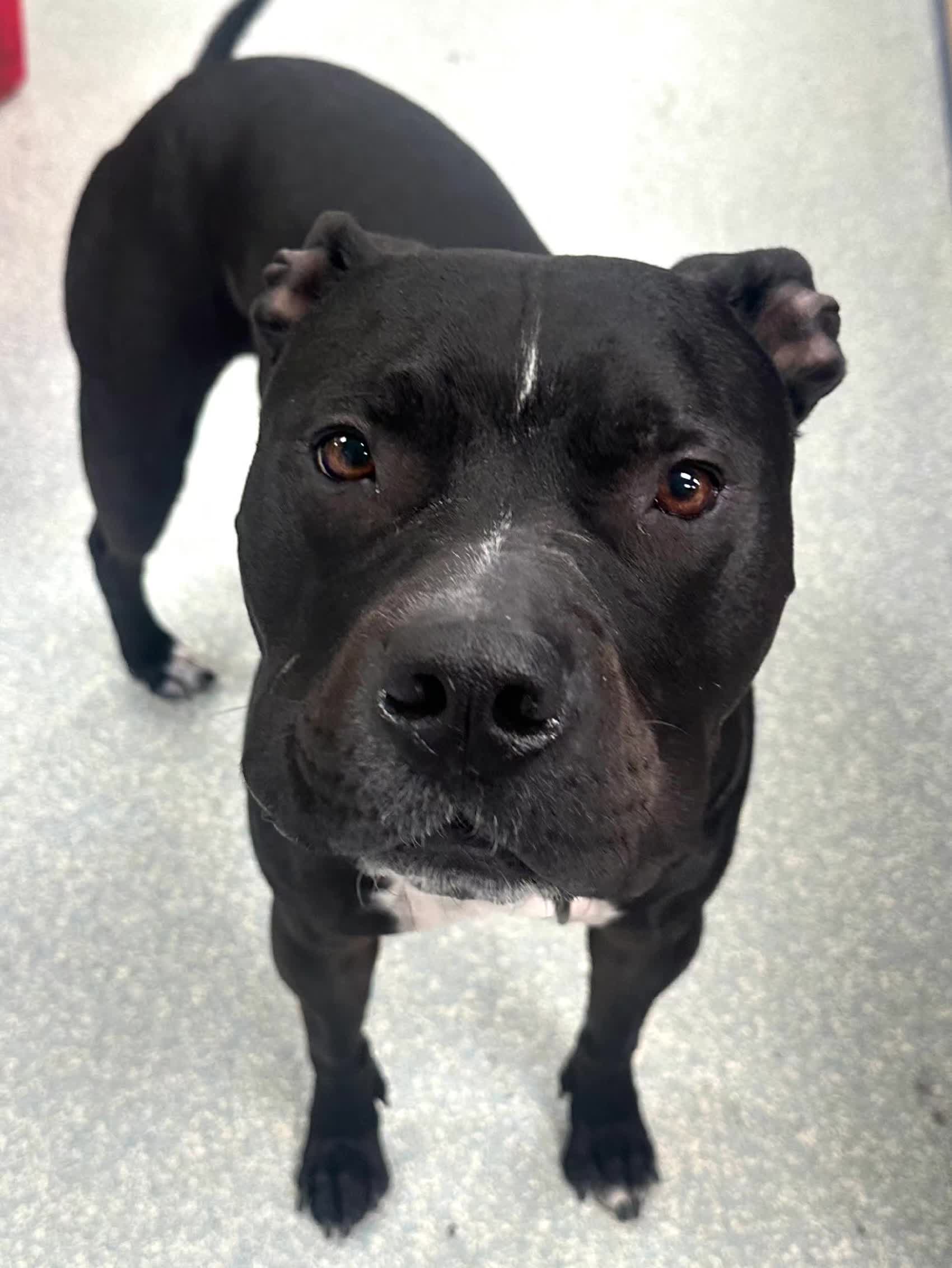 @Protectors of Animals CT