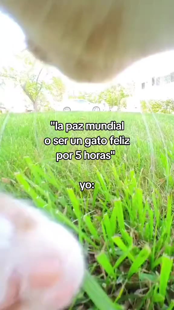@Nico                 🪳