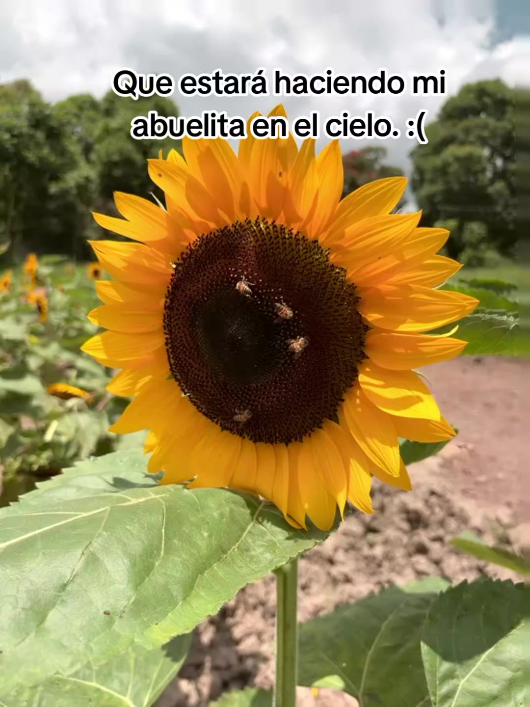 @emanuelcruz