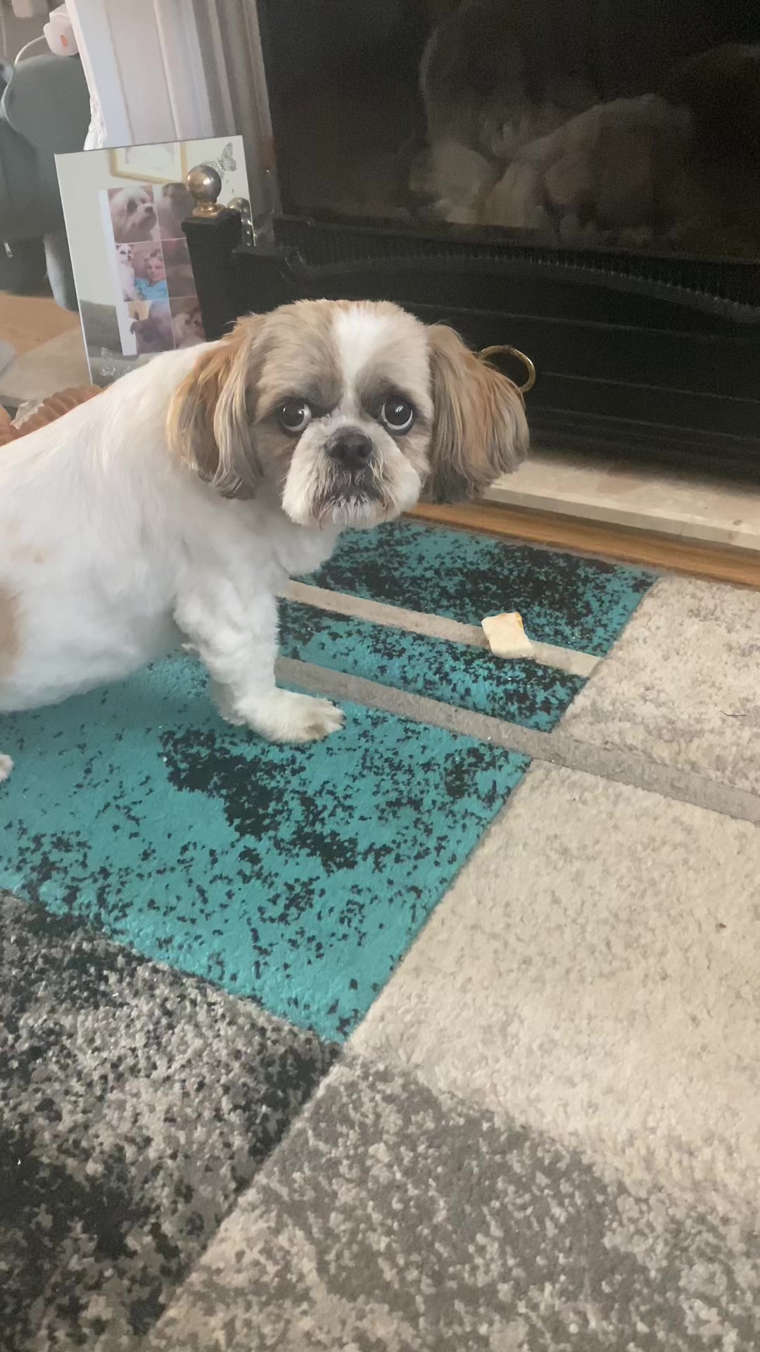 @Dotty and Daisy Shihtzu