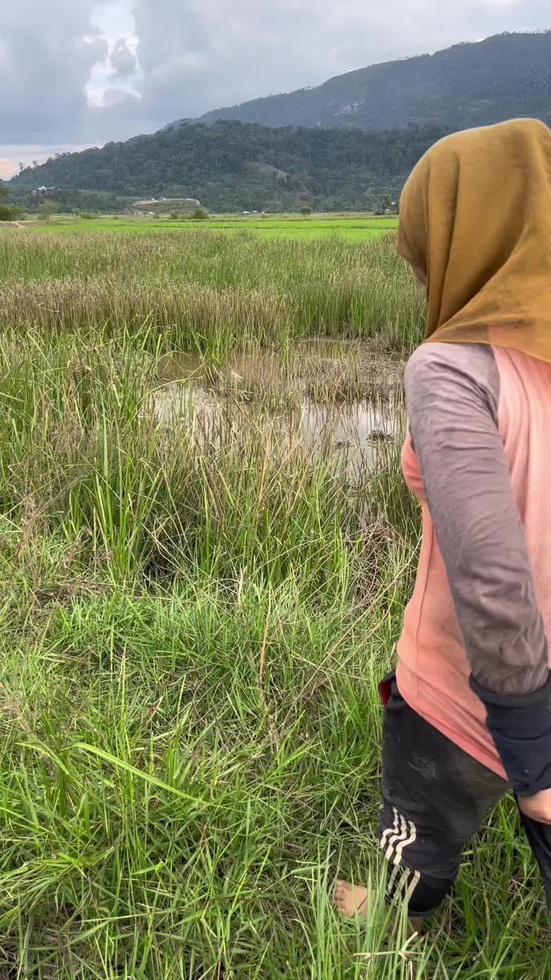 @ctjerai..kedah