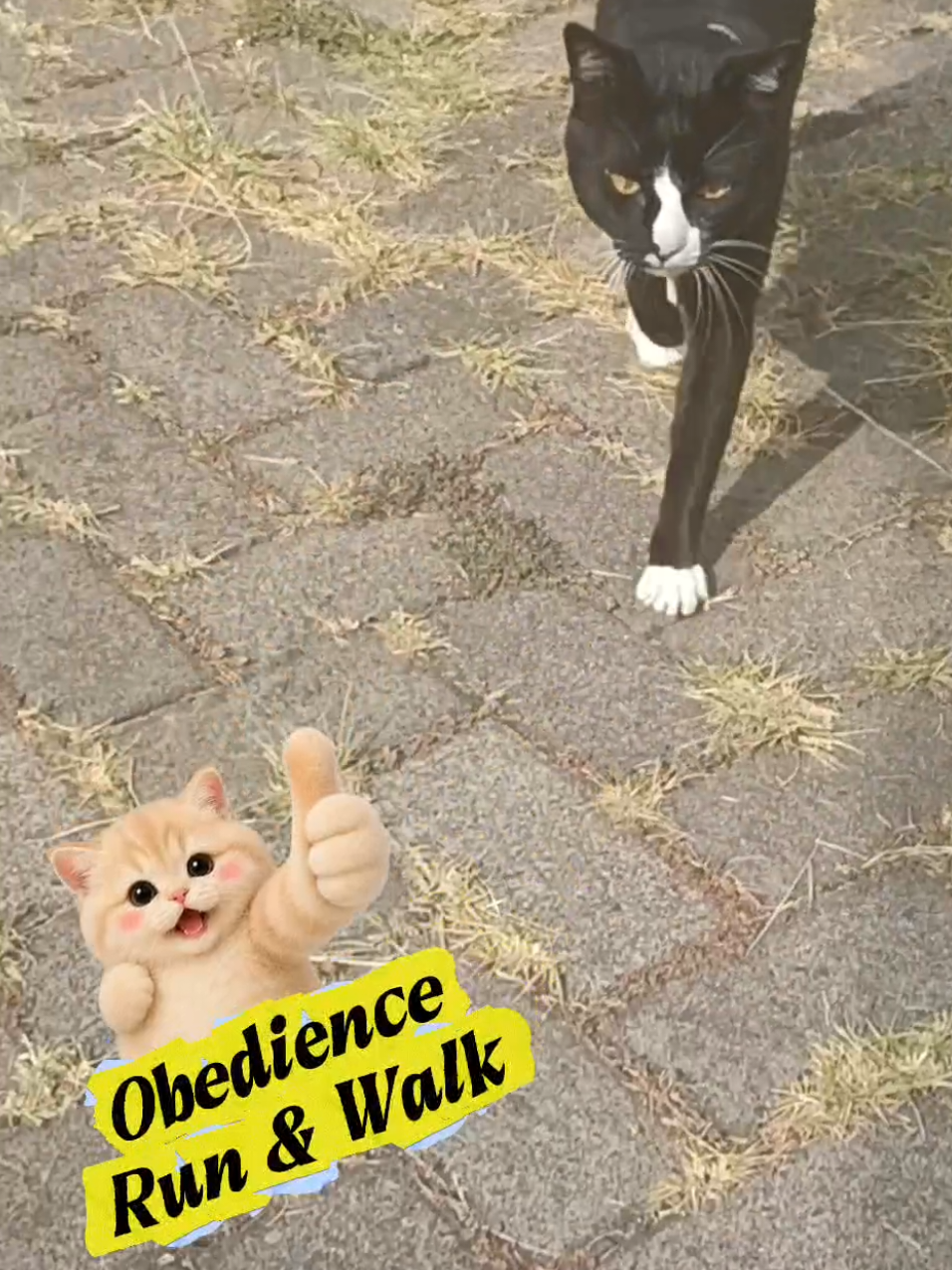 @sapijoko