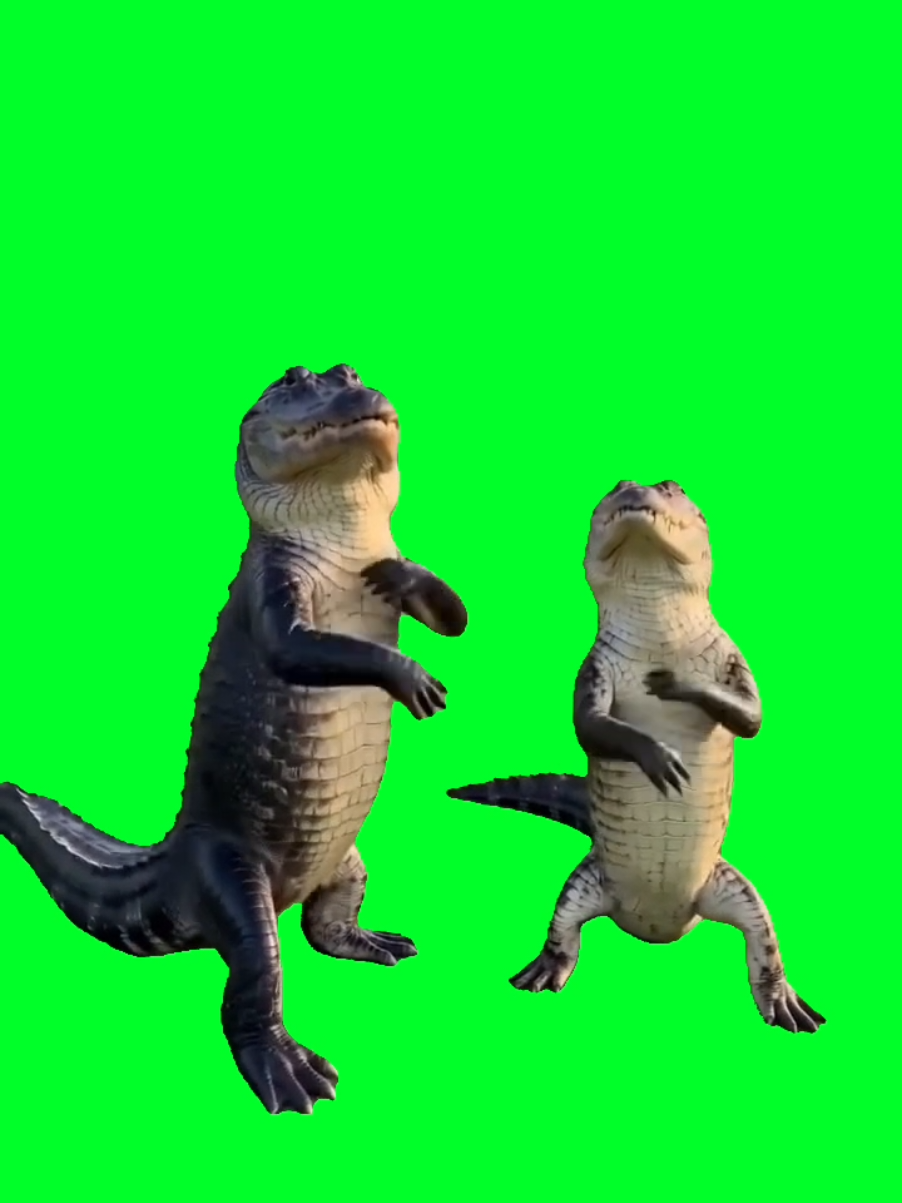 @TikTok Template