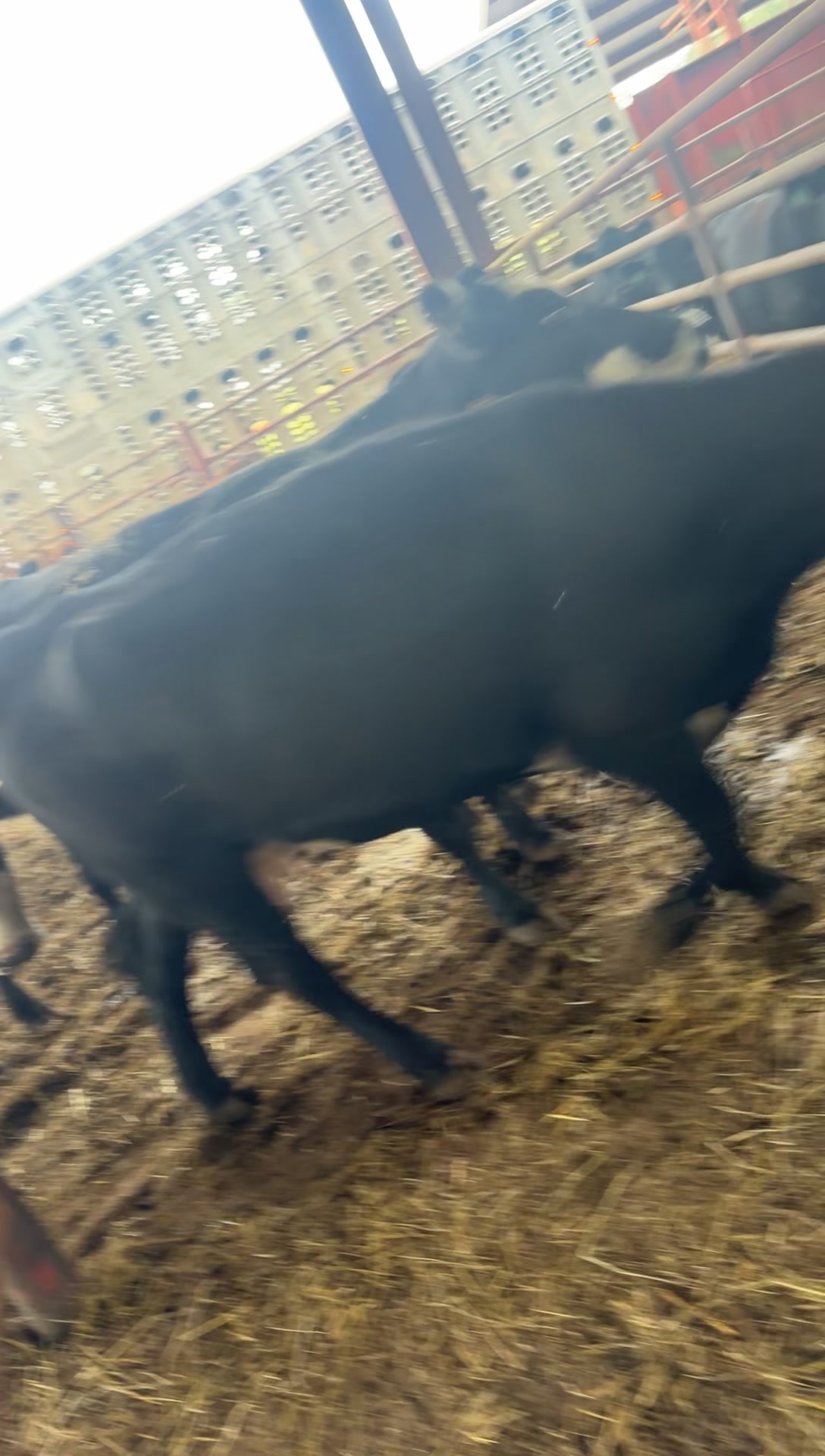 @tripleclivestock