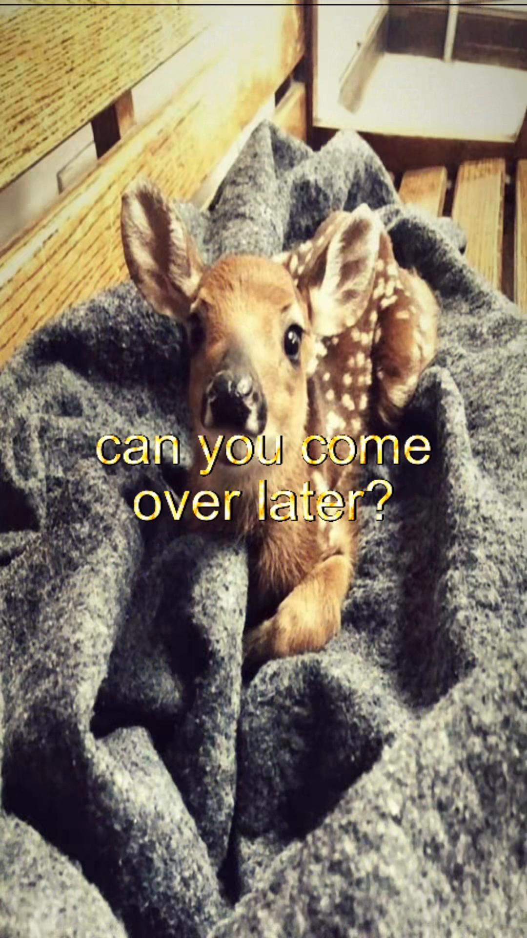 @livinlikedis