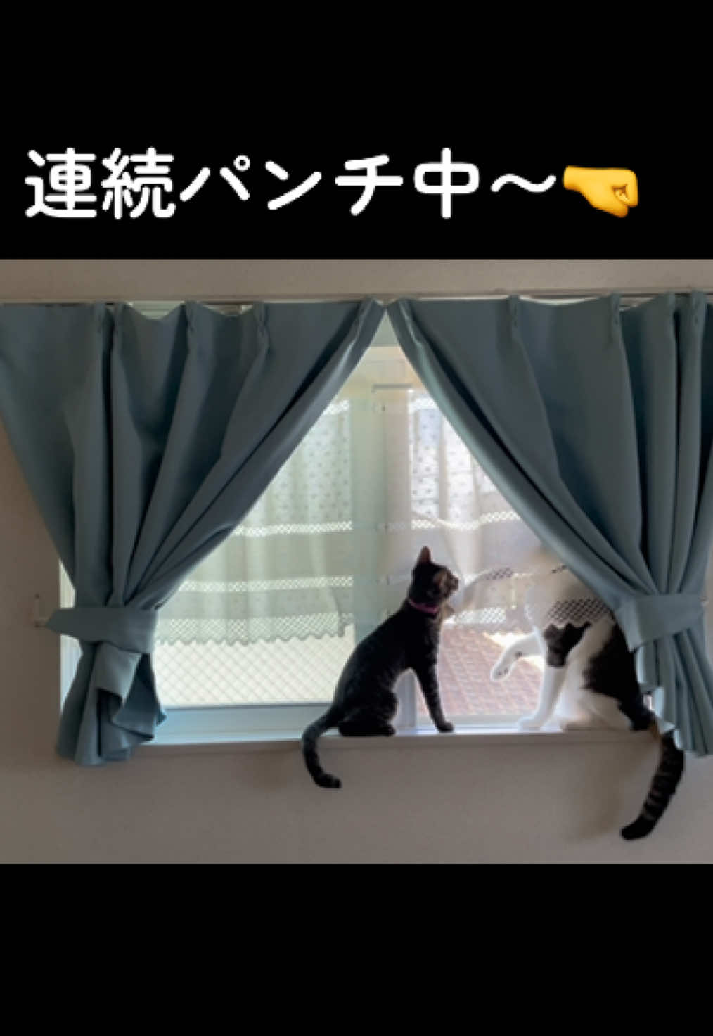 @ねこまみれ