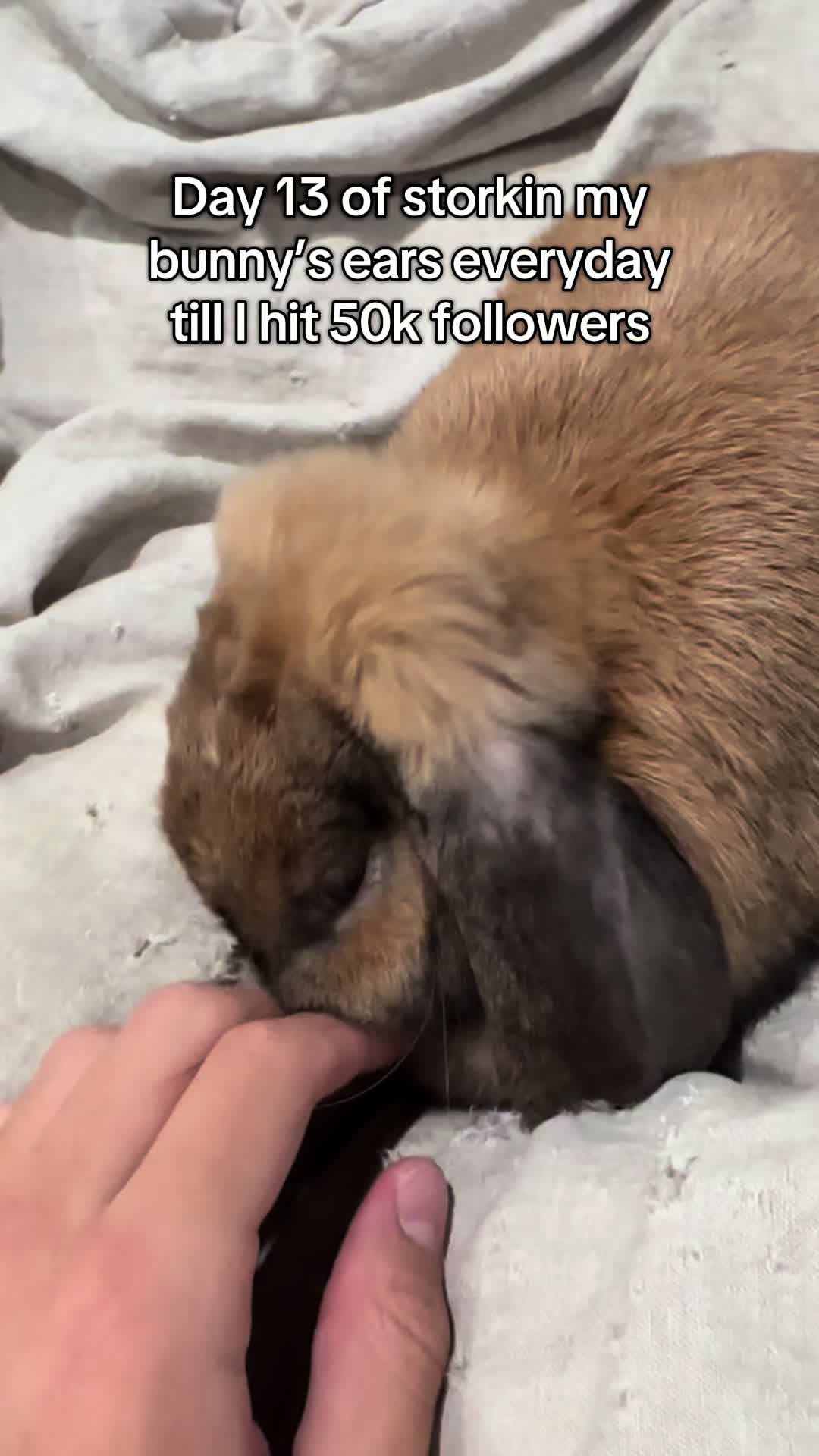 @honeythebunny24