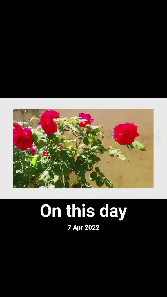 @Vlogs by Rabia 🌼🍁