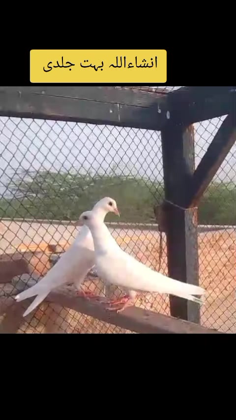 @༄ᴾᴷ᭄✿ᴅᴇᴇᴍᴀ ɢ࿐